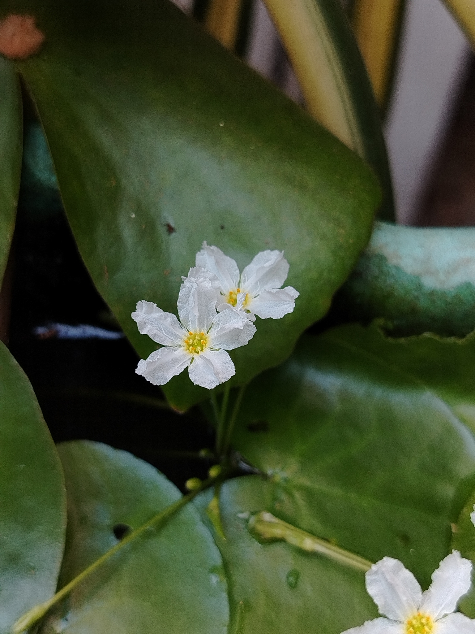 台湾萍蓬草（Nymphoides hydrophylla 'Taiwan'）
