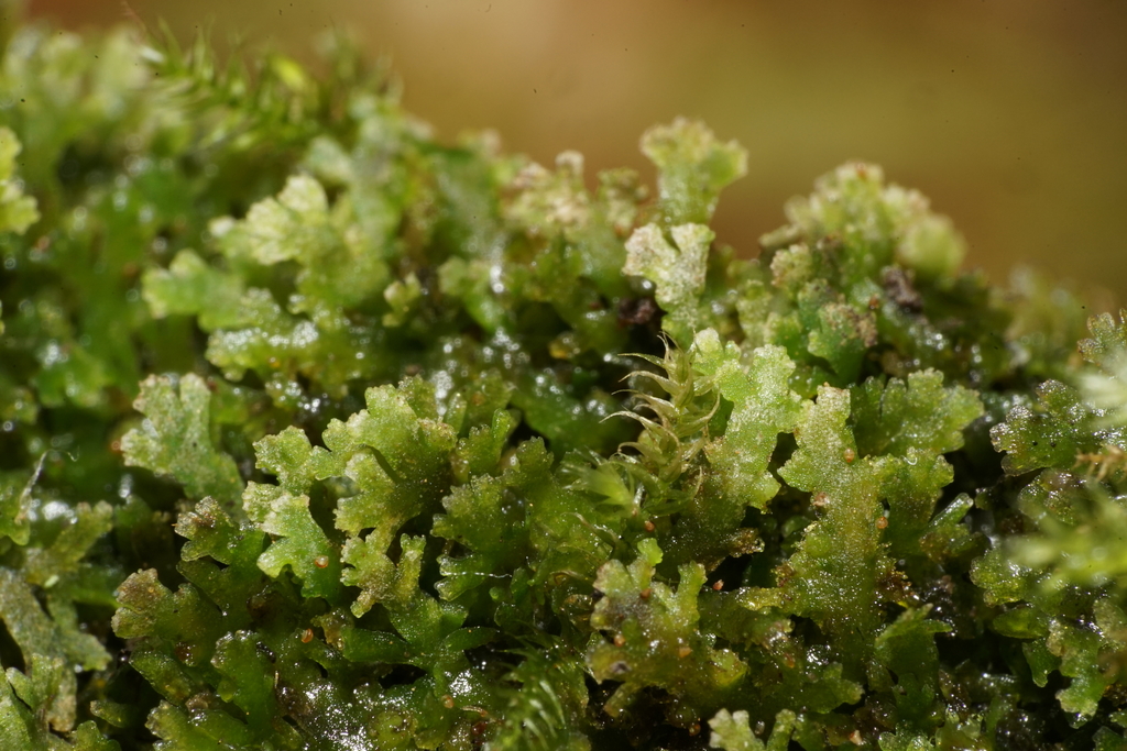 珊瑚莫斯（Riccardia chamedryfolia）