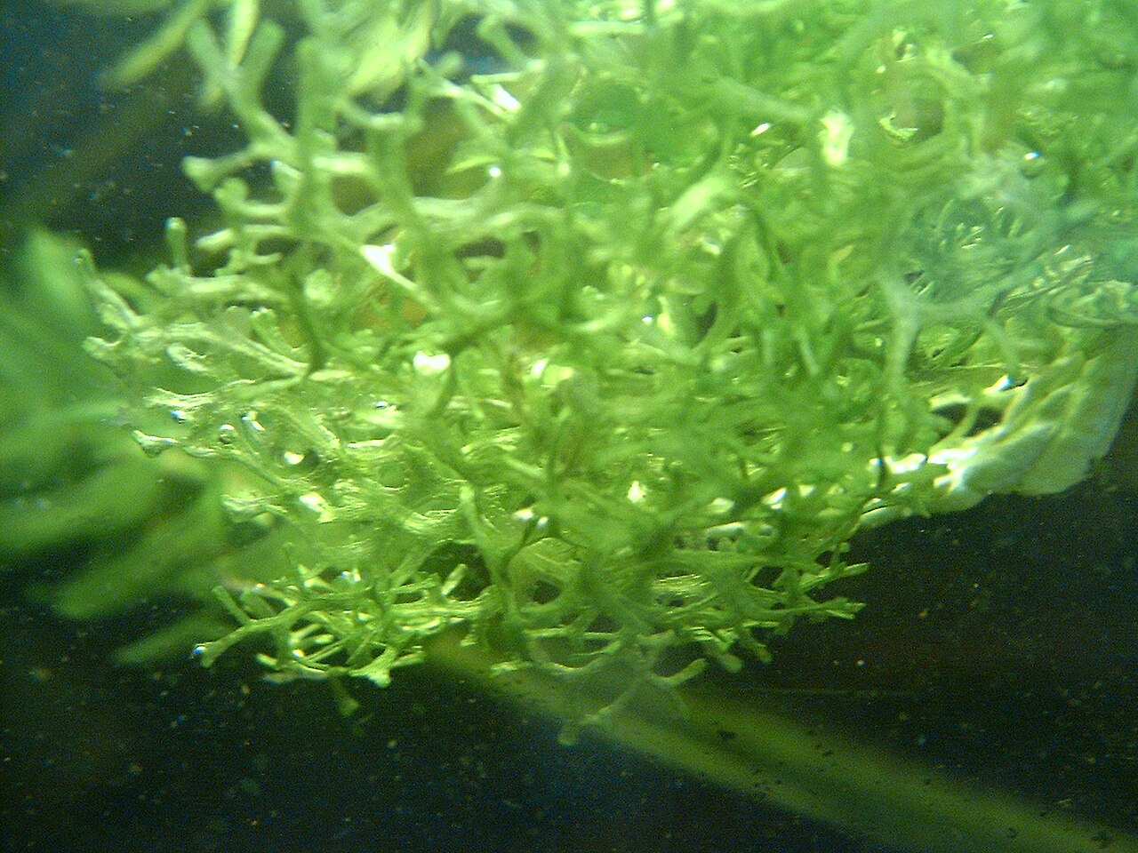 鹿角苔（Riccia fluitans）