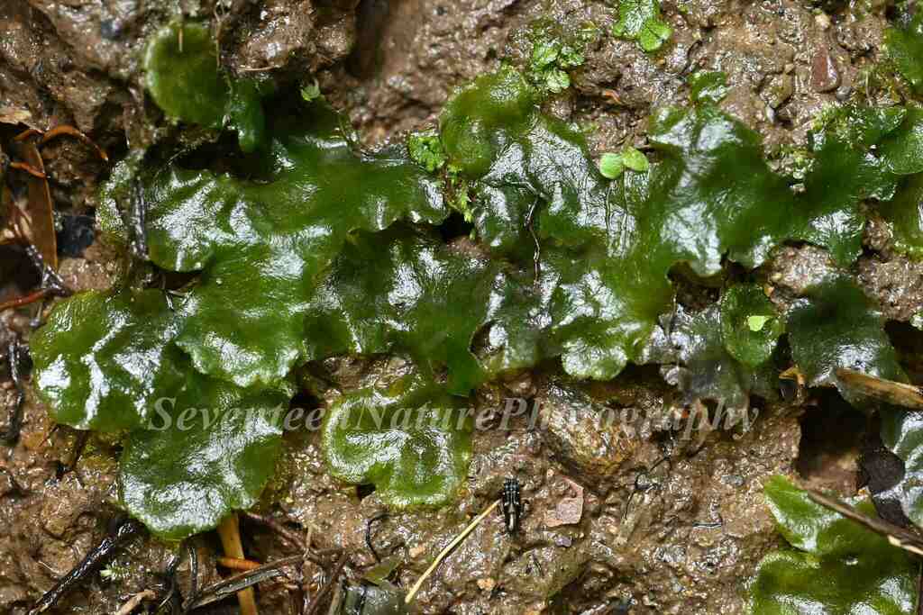 大鹿角苔（Monosolenium tenerum）