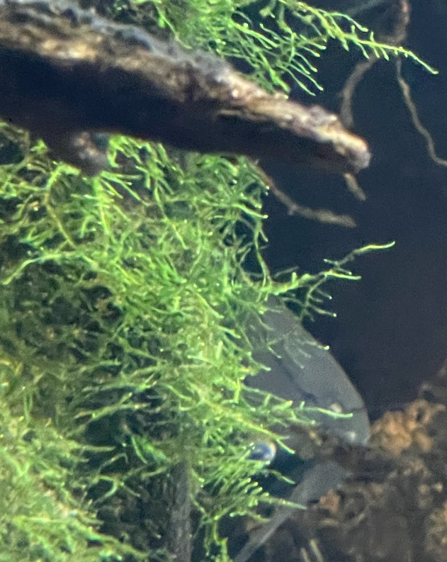 新加坡莫斯（Vesicularia dubyana）
