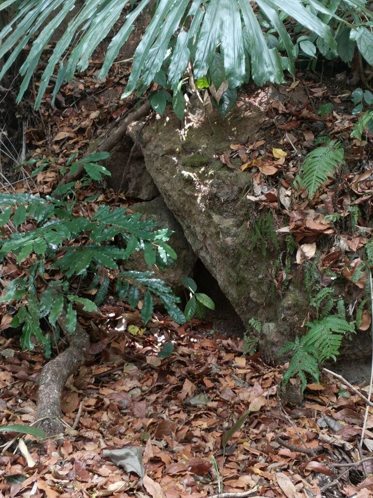 拉链莫斯（Fissidens zippelianus）
