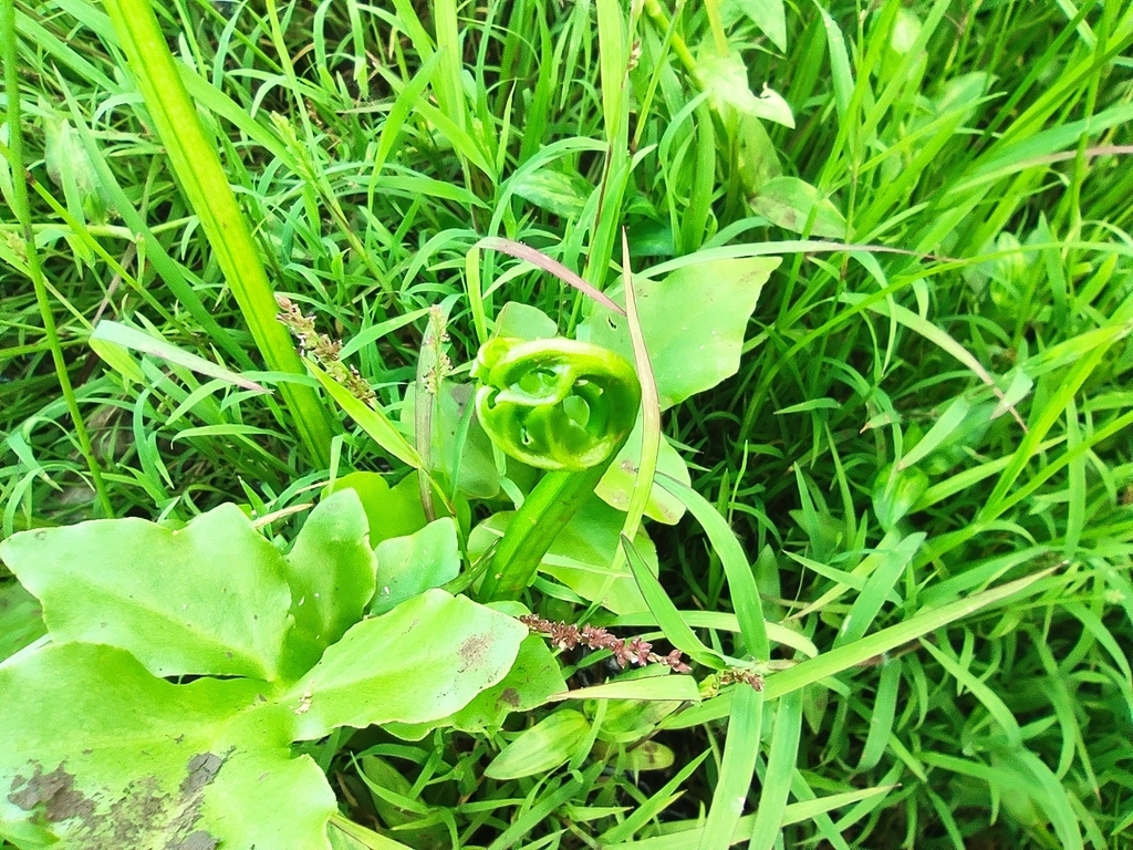 羽裂水蕨