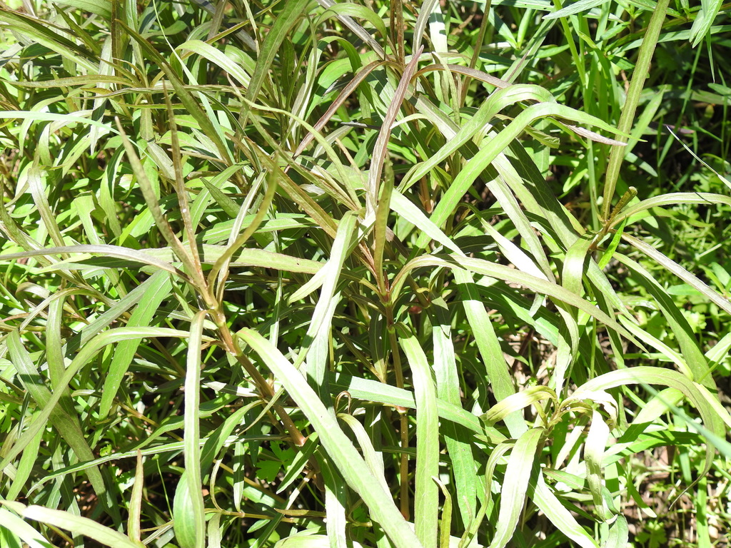 柳叶水蓑衣（Hygrophila angustifolia）