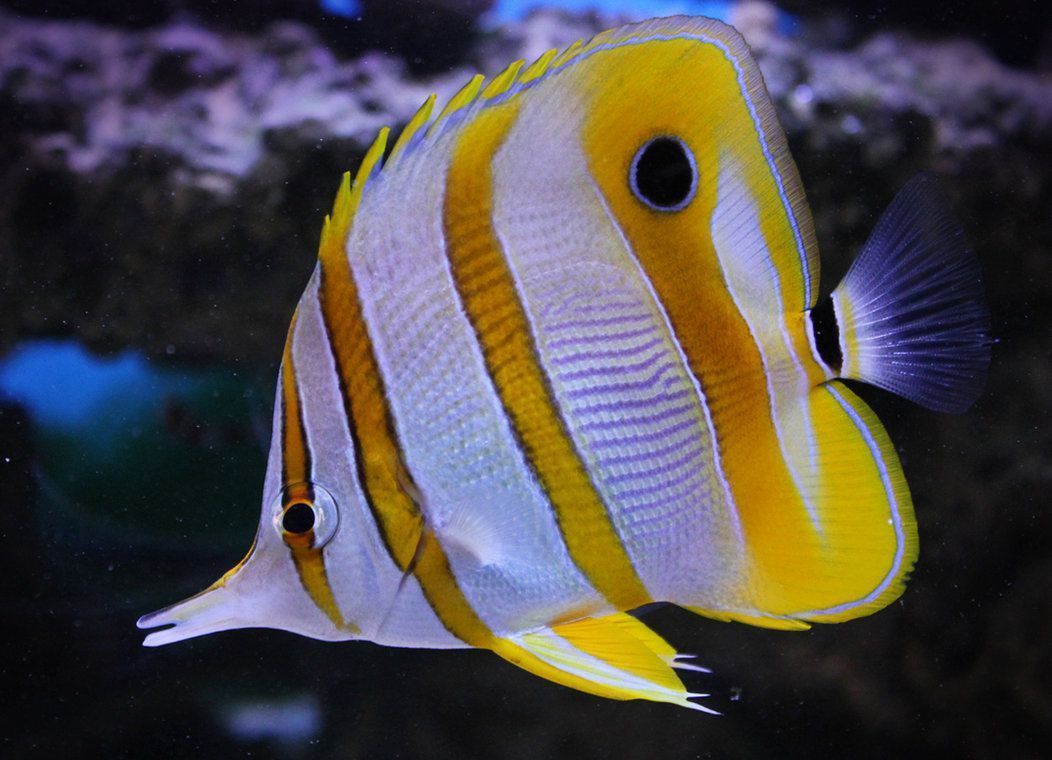 三间火箭（Chelmon rostratus）