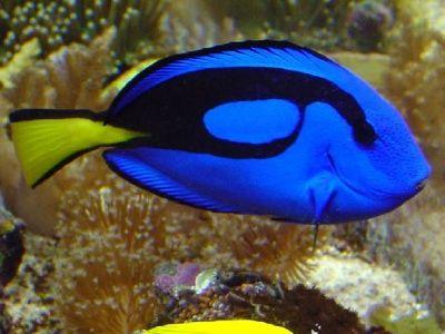 条尾刺尻鱼（Centropyge fisheri）