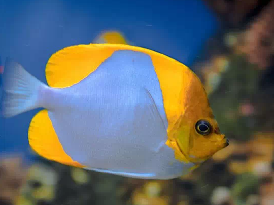 霞蝶（Hemitaurichthys polylepis）
