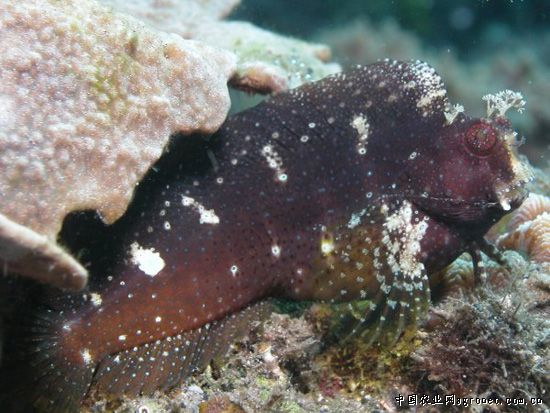 星点西瓜刨（Salarias ramosus）