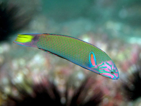 青衣锦龙（Thalassoma lunare）