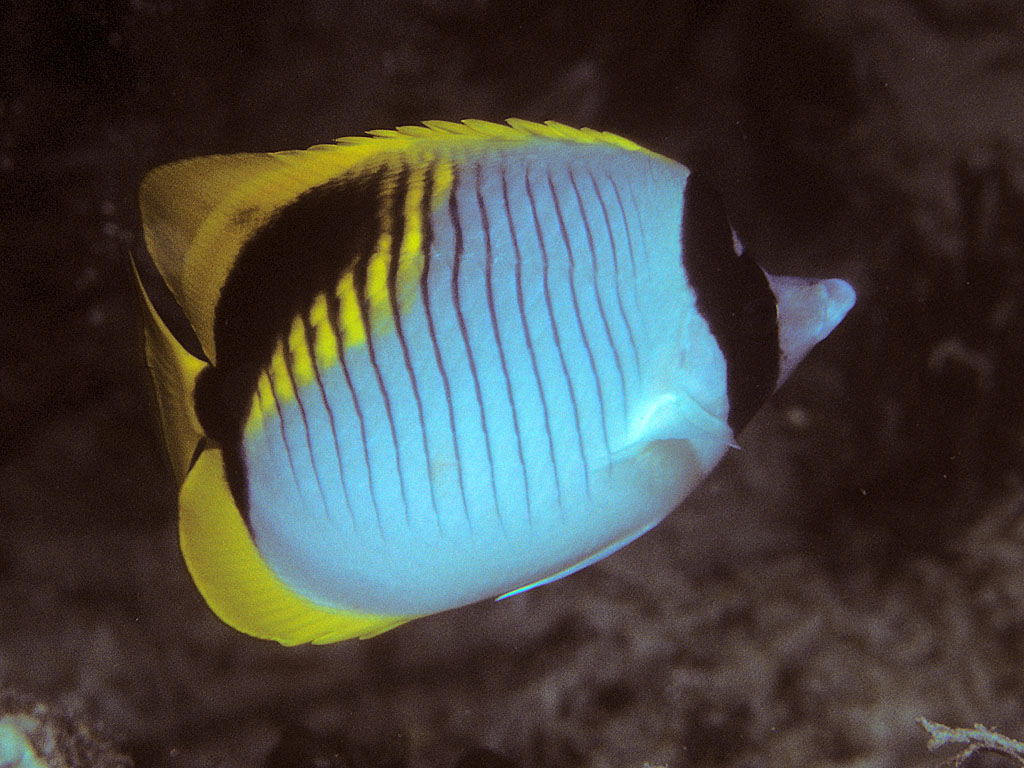 单印蝶（Chaetodon lineolatus）