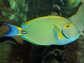 额带刺尾鱼