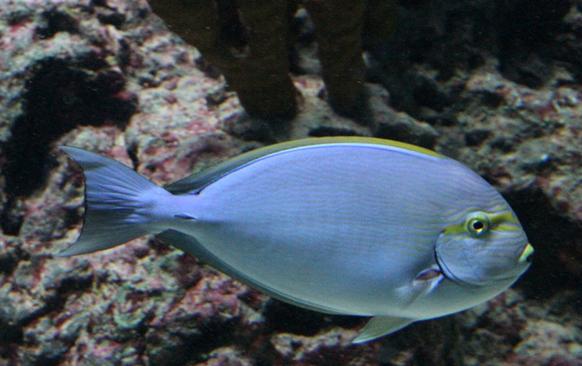 暗色刺尾鱼（Acanthurus mata）