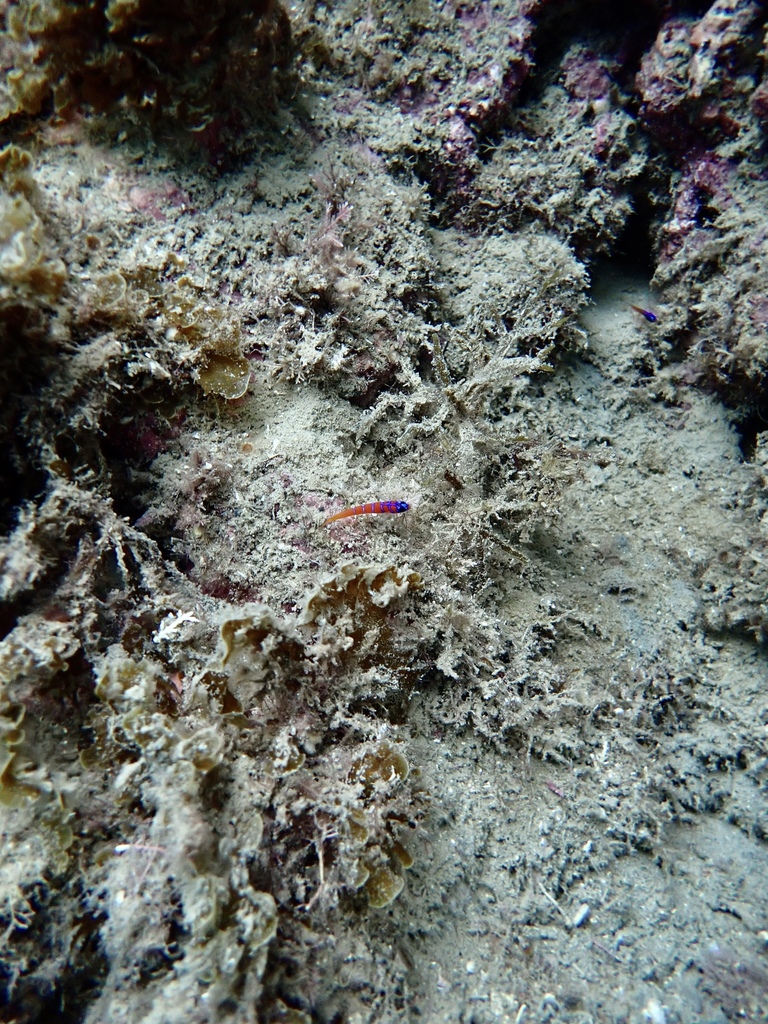 蓝线鰕虎（Lythrypnus dalli）