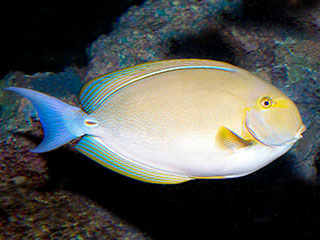 黄鳍刺尾鱼