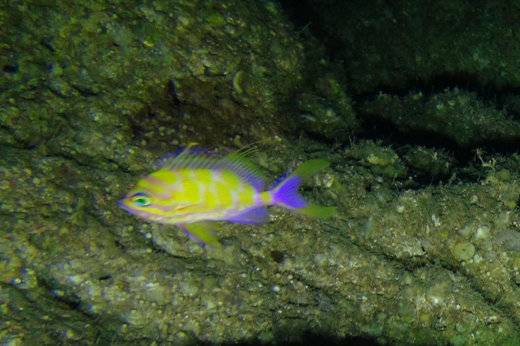 樱花宝石（Odontanthias borbonius）