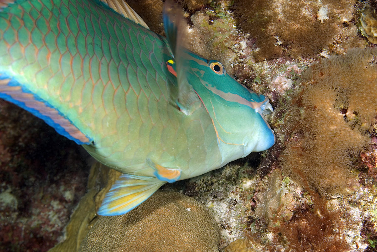 绿鹦哥（Scarus globiceps）
