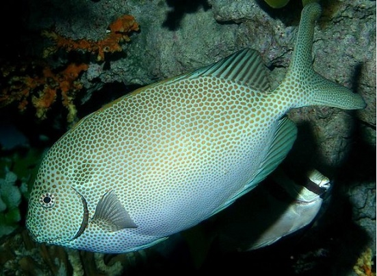 金点狐狸（Siganus punctatus）
