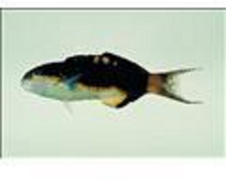 鞍背龙（Thalassoma jansenii）