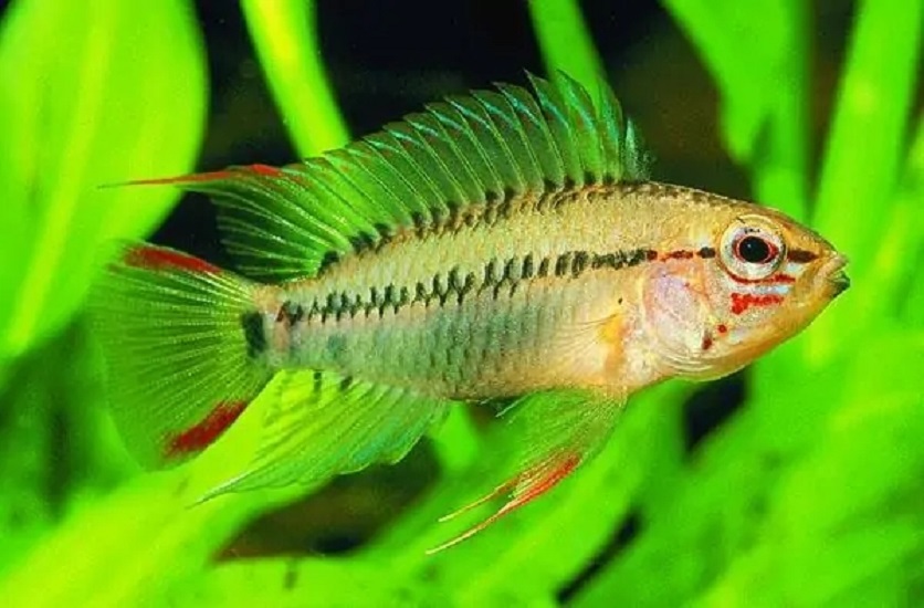 维吉塔短鲷（Apistogramma viejita）