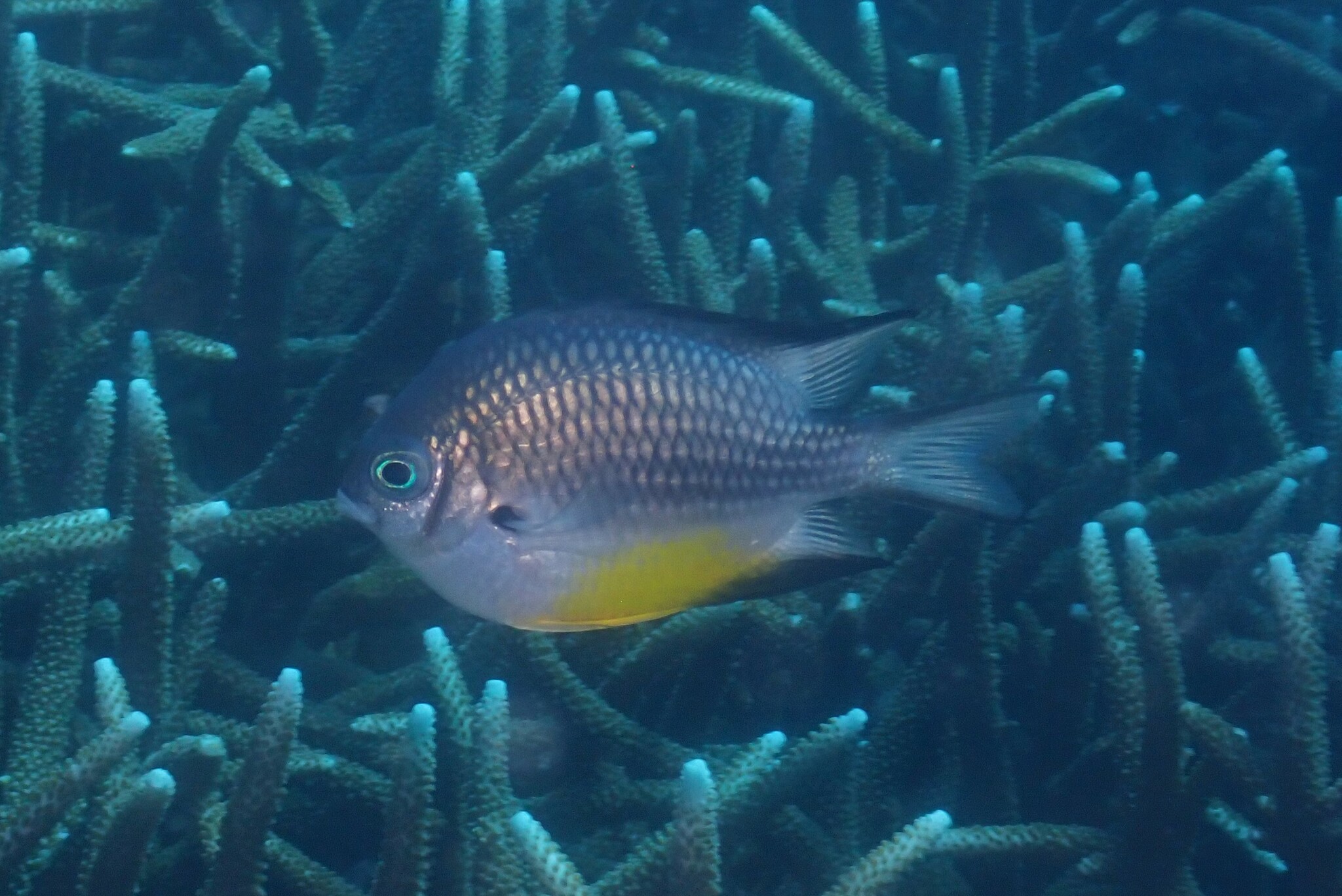 白腹凹牙豆娘鱼（Amblyglyphidodon leucogaster）