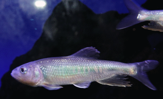 马口鱼（Opsariichthys bidens）