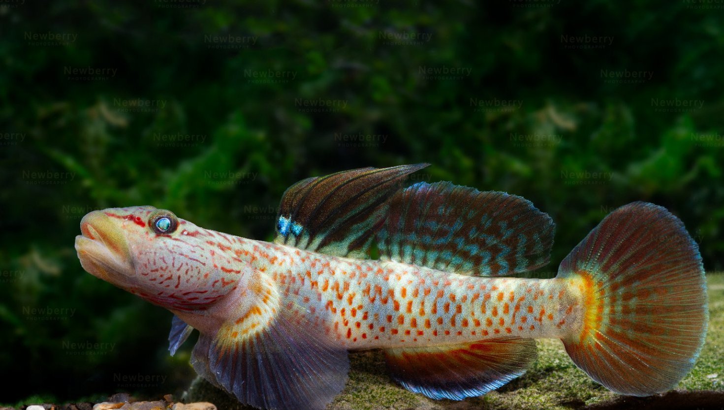 李氏吻虾虎鱼（Rhinogobius lindbergi）
