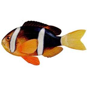二带双锯鱼（Amphiprion bicinctus）