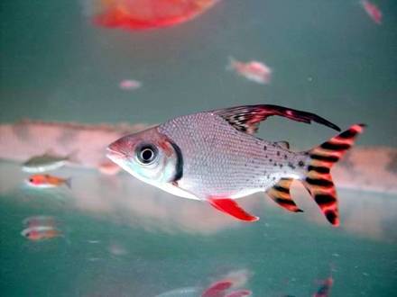 飞凤鱼（Semaprochilodus insignis）