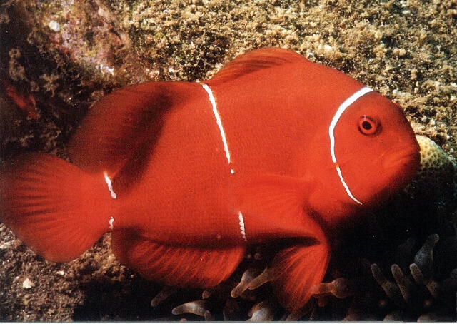 白条双锯鱼（Amphiprion frenatus）