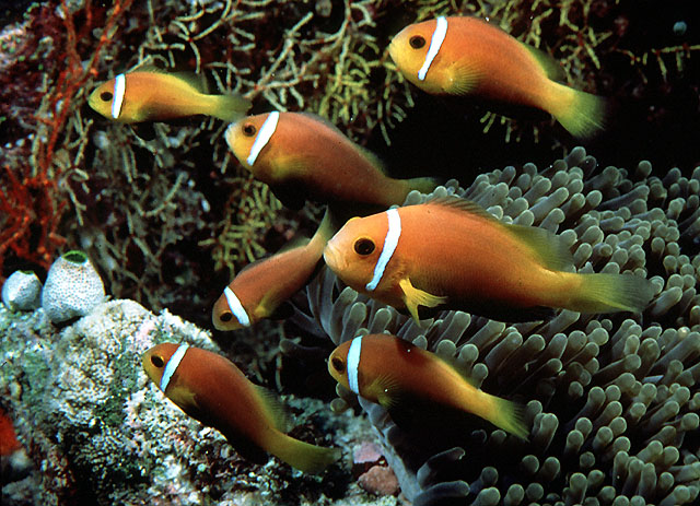 玫瑰小丑（Amphiprion nigripes）