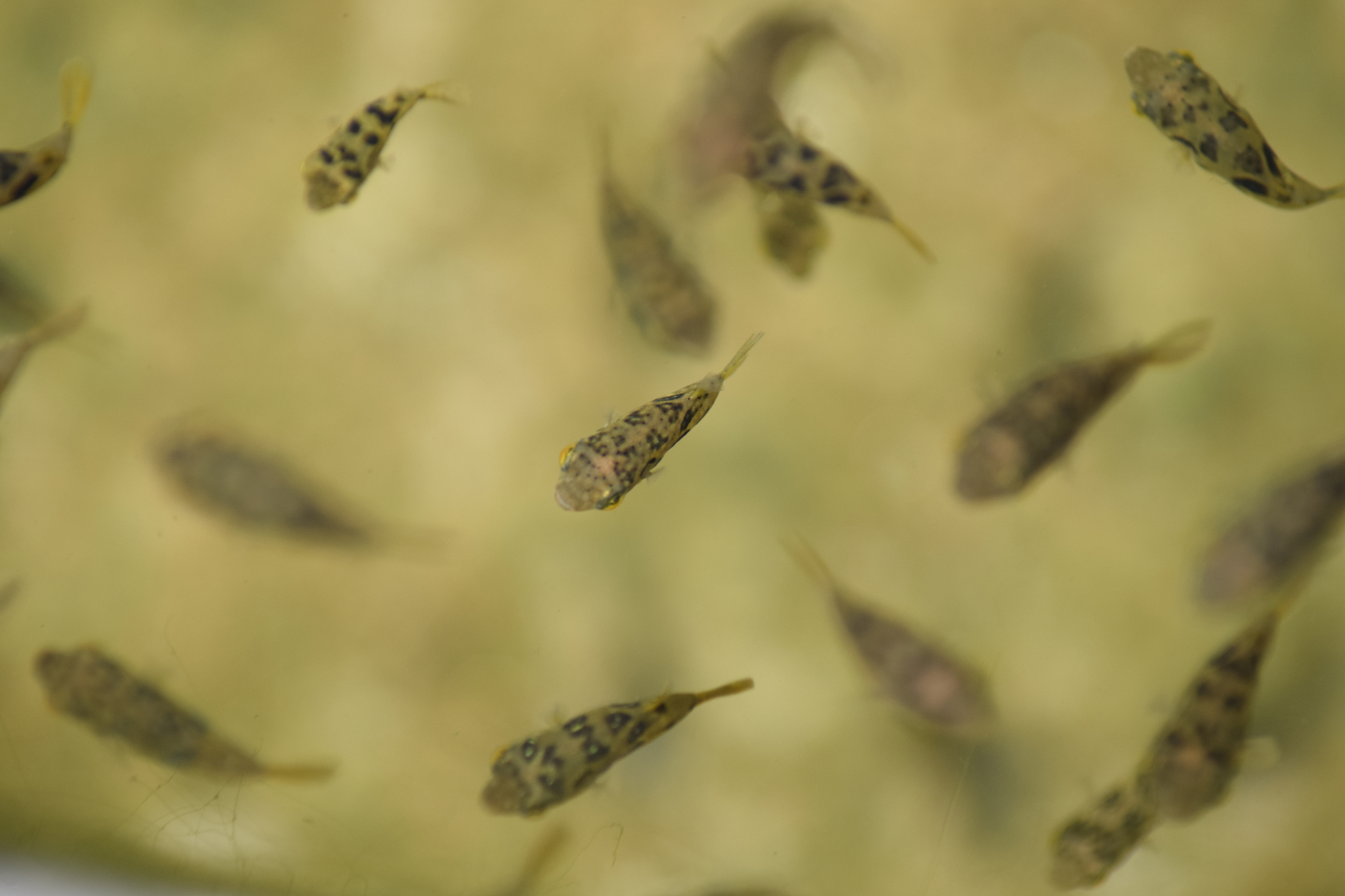 黑带龙脊鲀（Carinotetraodon travancoricus）