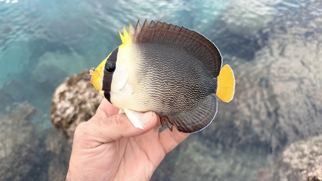 黄尾仙