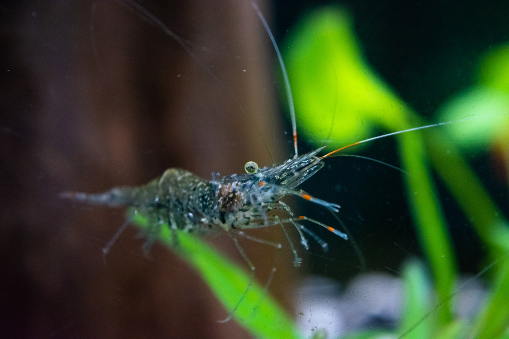 玻璃虾（Palaemonetes paludosus）