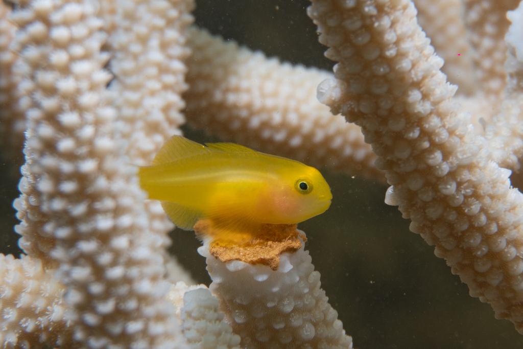 黄蟋蟀（Gobiodon okinawae）