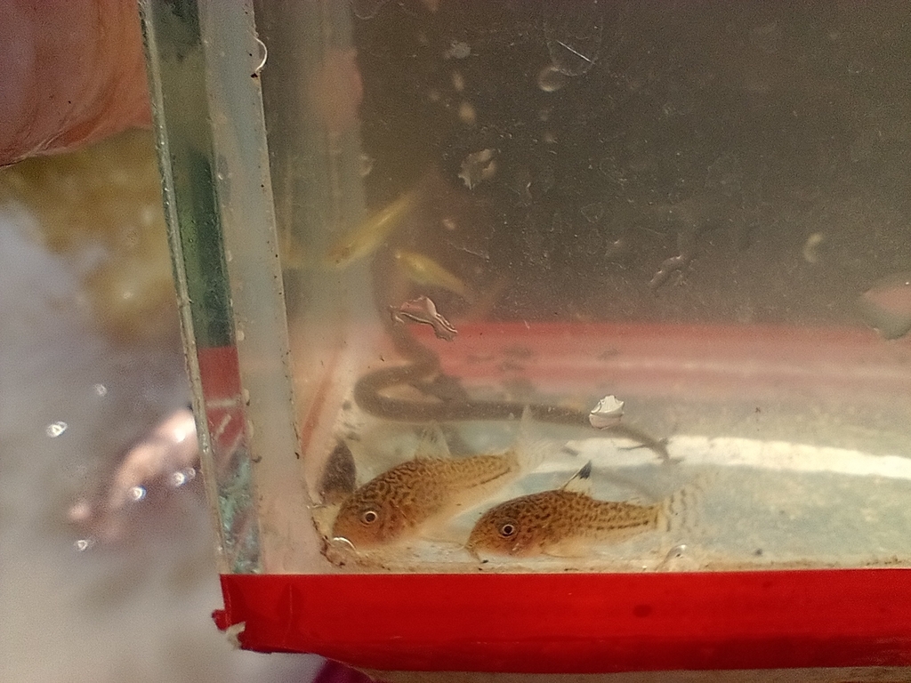 朱利鼠