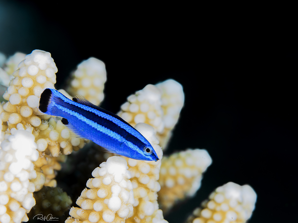 红海飘飘（Larabicus quadrilineatus）