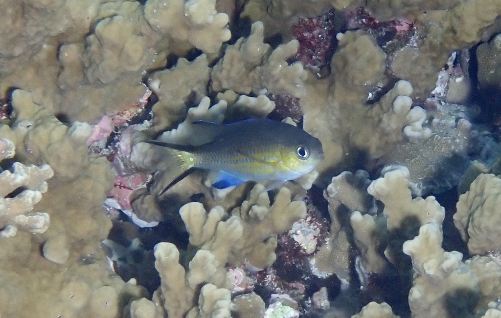 东非光鳃鱼（Pycnochromis nigrurus）