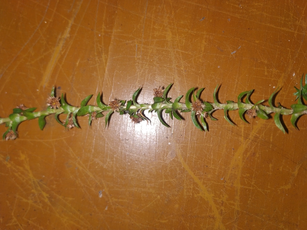 绿太阳
