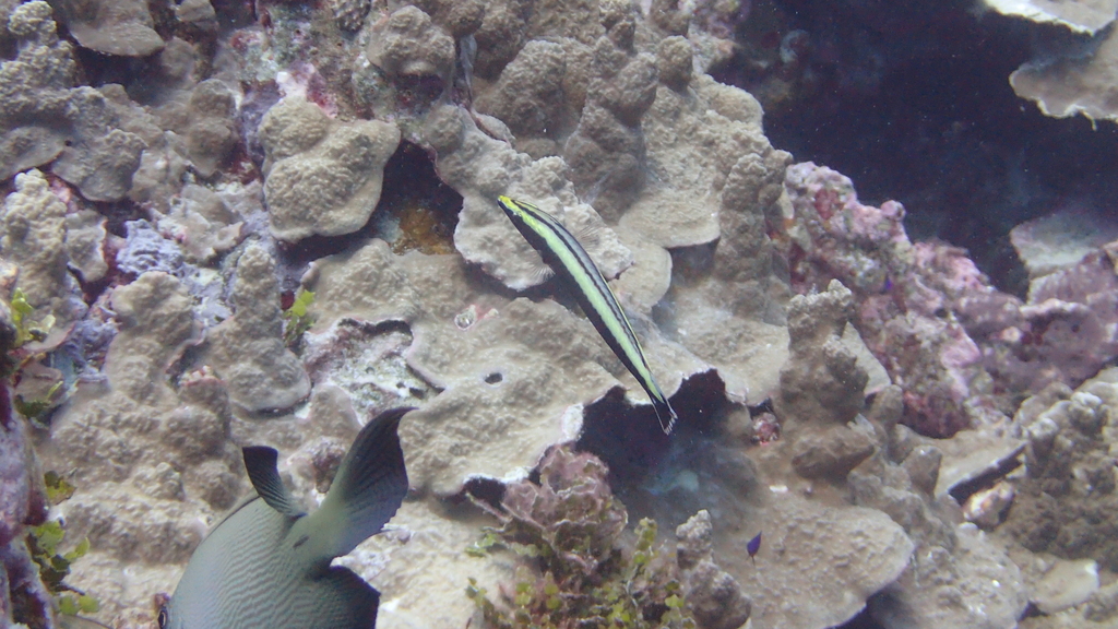 黑间铅笔龙（Hologymnosus annulatus）