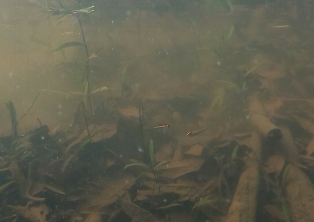 辉光灯（Hemigrammus erythrozonus）