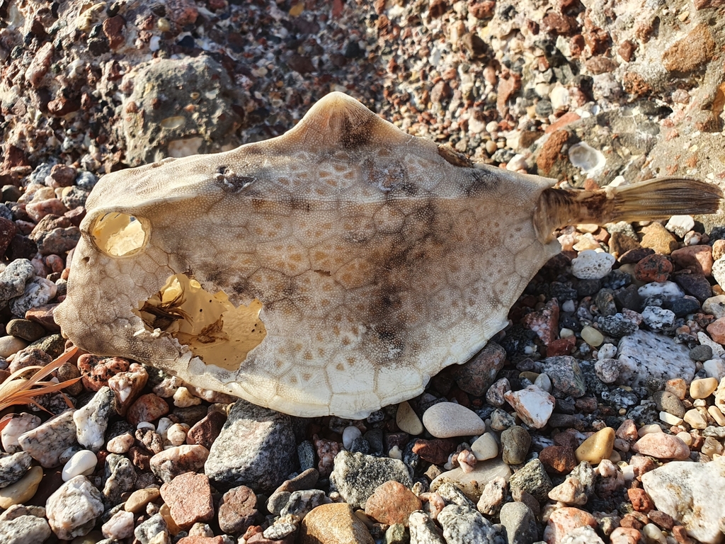 六角（Tetrosomus gibbosus）