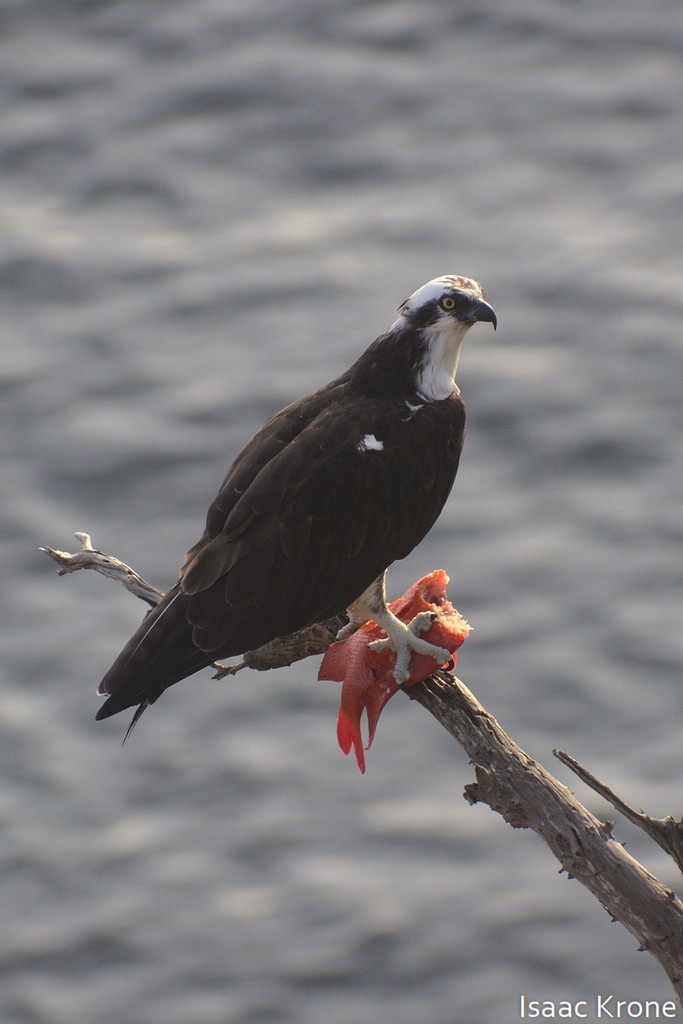 加州宝石（Hypsypops rubicundus）