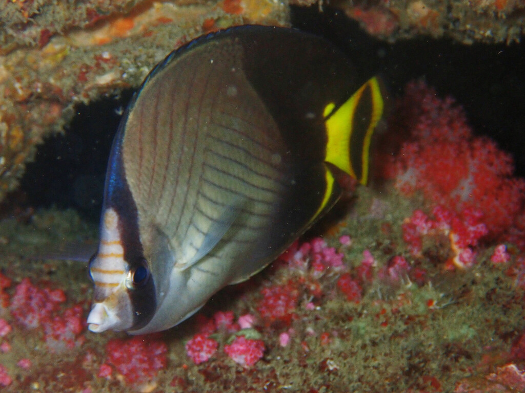 黑尾假人字蝶（Chaetodon decussatus）