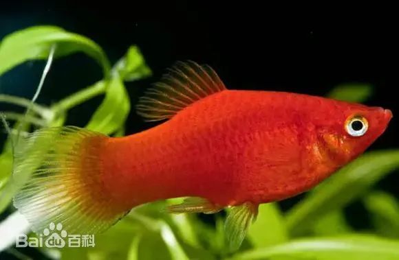 月光鱼