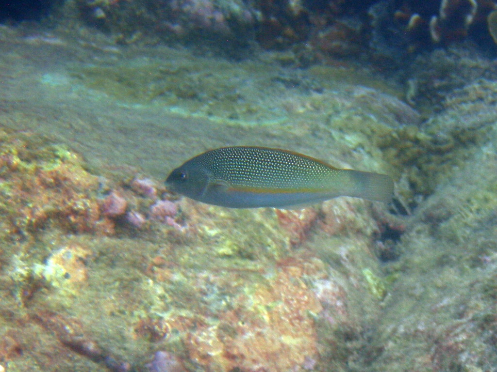 三线龙（Stethojulis trilineata）