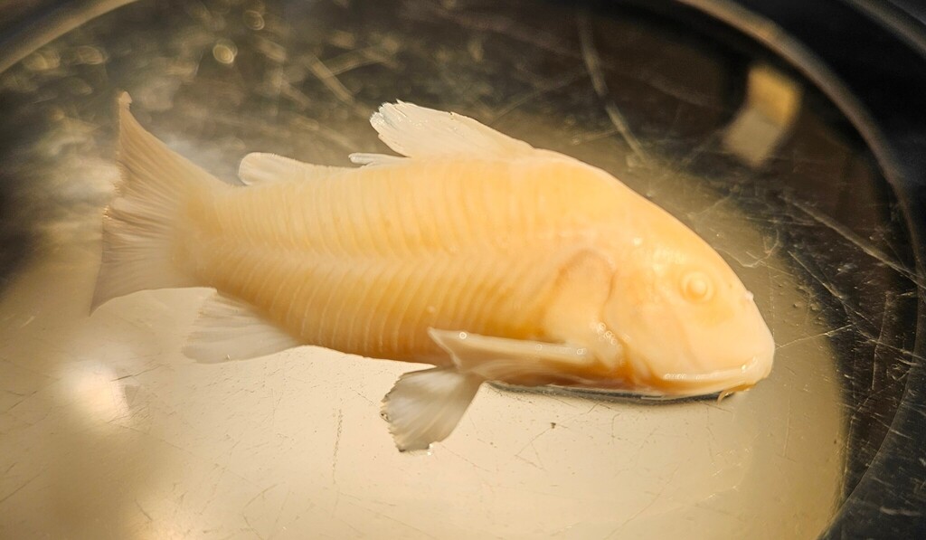 委内瑞拉黑金鼠（Corydoras schultzei）