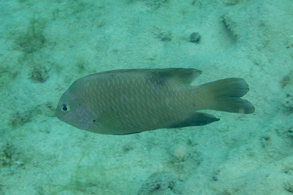 白魔（Dischistodus perspicillatus）
