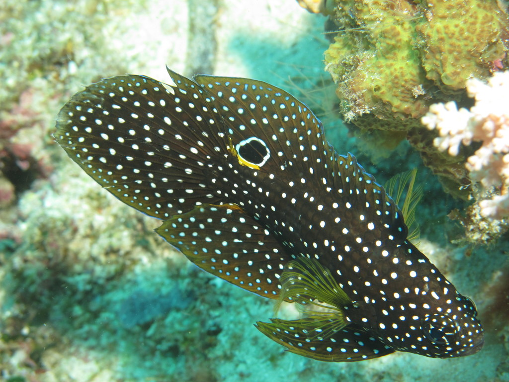 七夕斗鱼（Calloplesiops altivelis）