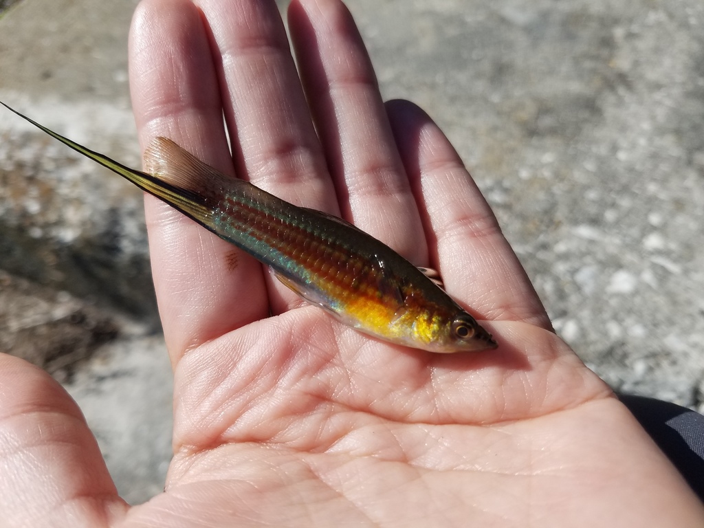 剑尾鱼（Xiphophorus hellerii）