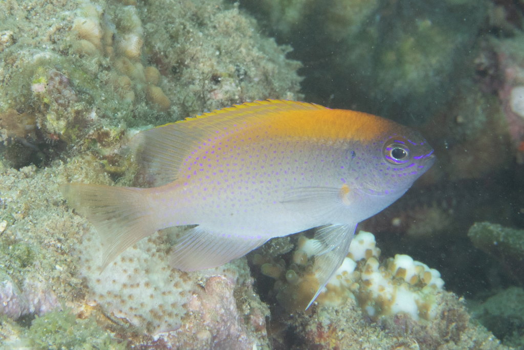 粉魔